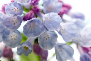 Mertensia virginica (Virginia Bluebells)