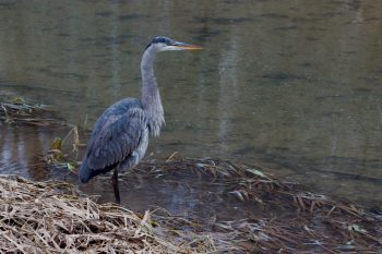 Great Blue Heron (Ardea herodias)