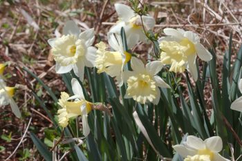 Daffodils