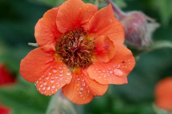 Geum ‘Rustico Orange’