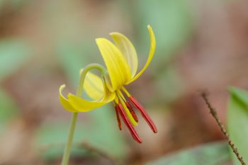 Erythronium americanum (Yellow Trout-Lily)