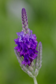 Lavandula pinnata