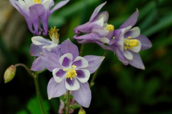 Purple Columbine