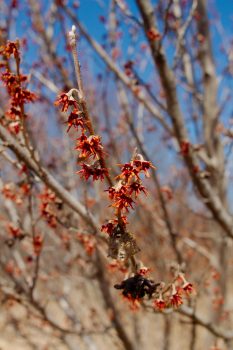 Witchhazel (Hamamelis x intermedia)