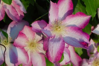 Clematis