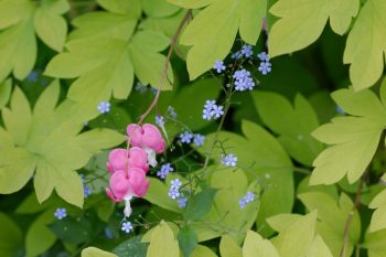 Bleeding Heart and Siberian Bugloss