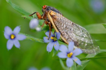 Cicada on Blue-eyed Grass