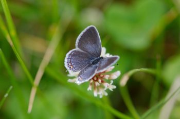 Cupido comyntas (Eastern Tailed-Blue)