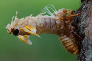 Cicada