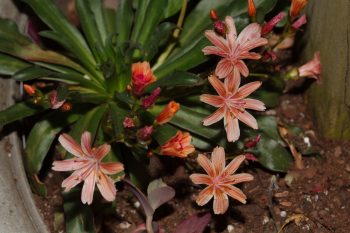 Lewisia cotyledon