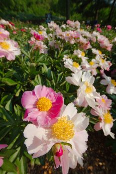 Schwartz Peony Garden