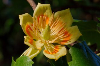 Tulip Tree Flower