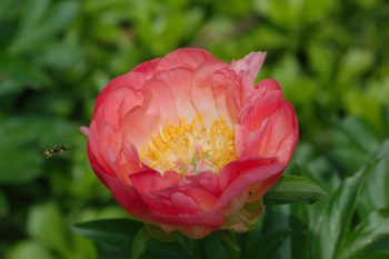 Peony ‘Coral Sunset’