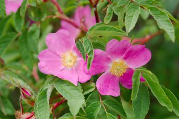 Rosa davurica (Amur Rose)