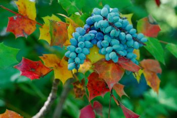 Mahonia (Oregon Grape Holly)