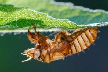 Cicada Exoskeleton