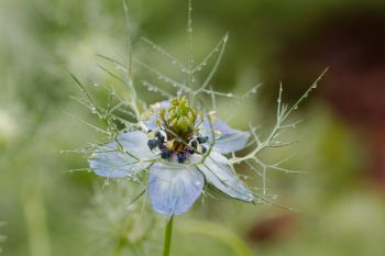 Nigella damascena (Love-In-A-Mist)