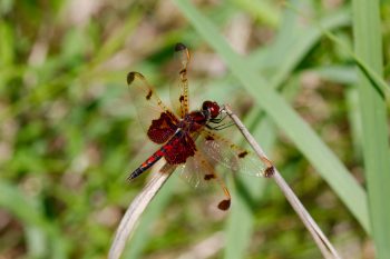 Celithemis elisa (Calico Pennant)