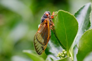 Cicada