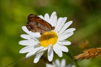 Phyciodes tharos (Pearl Crescent)