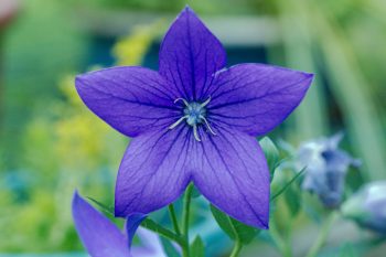 Platycodon grandiflorus (Balloon Flower)