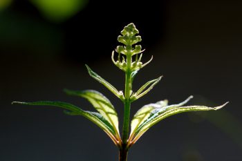 Eutrochium purpureum (Joe Pye Weed) 