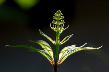 Eutrochium purpureum (Joe Pye Weed) 
