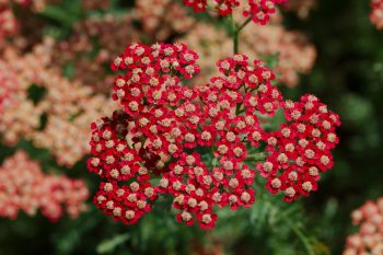 Yarrow (Achillea millefolium)