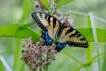 Tiger Swallowtail on Milkweed