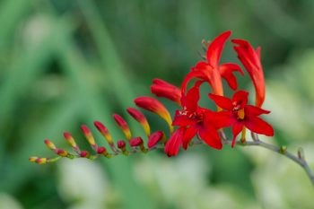 Crocosmia ‘Lucifer’