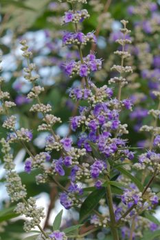 Vitex agnus-castus