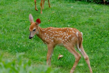 White-tailed Deer Fawn