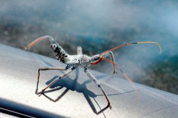 Arilus cristatus (Wheel Bug)