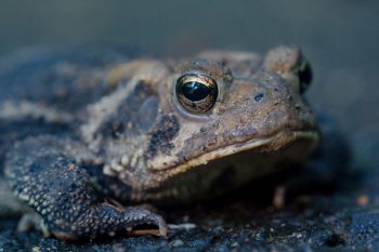 American Toad (Anaxyrus americanus)