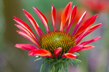 Echinacea ‘Tomato Soup’