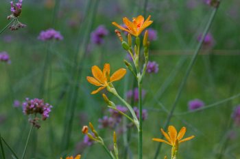 Blackberry Lily and Tall Verbena