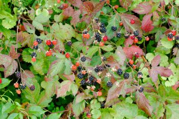 Blackberries