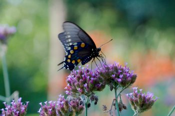 Papilio troilus (Spicebush Swallowtail)