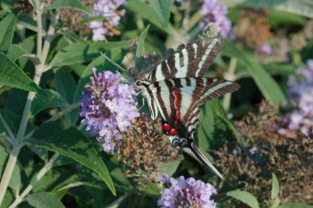 Eurytides marcellus (Zebra Swallowtail)