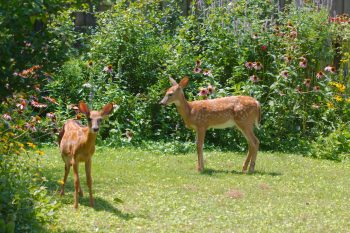 Growing Fawns