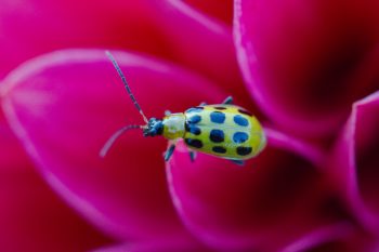 Diabrotica undecimpunctata (Spotted Cucumber Beetle)