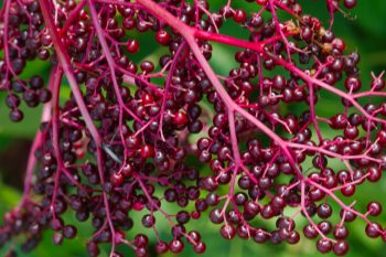 American Black Elderberry (Sambucus canadensis)