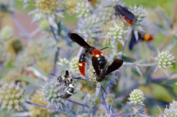 Scolia dubia dubia (Two-spotted Scoliid Wasp)