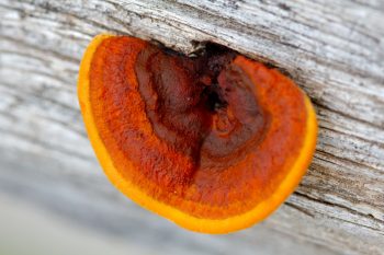 Colorful Bracket Fungus