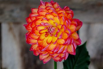 Dahlia ‘Pam Howden’