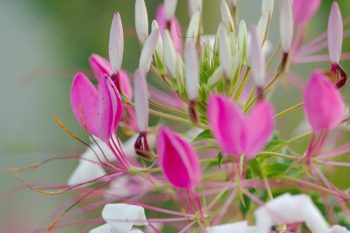 Cleome