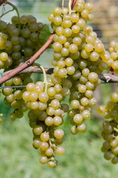 Chardonel Grapes