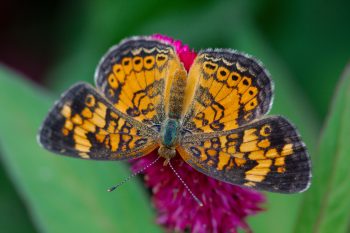 Phyciodes tharos (Pearl Crescent)