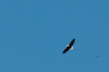 Bald Eagle (Haliaeetus leucocephalus)