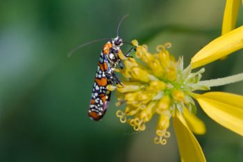 Ailanthus Webworm Moth (Atteva aurea)